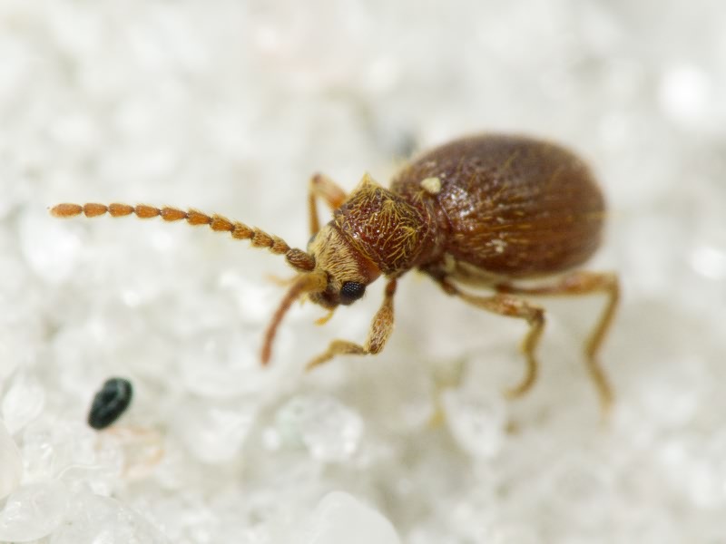 Ptinus rufipes Olivier, 1790